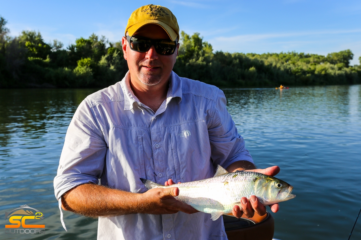 American Shad Fishing